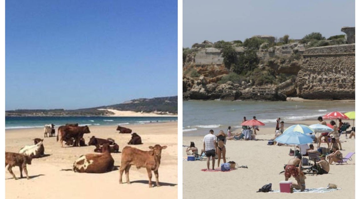 Las playas de Cádiz, durante el confimaiento (izquierda) y tras el fin del estado de alarma (derecha).