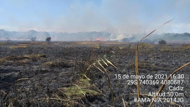 El incendio del Pinar de la Algaida, en Sanlúcar, arrasa cuatro hectáreas