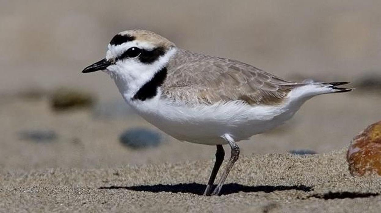 Cádiz acordonará la playa de Cortadura para proteger los huevos del chorlitejo patinegro