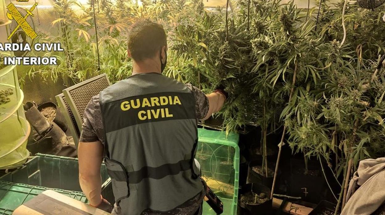 La Guardia Civil desmantela dos plantaciones de marihuana en el interior de dos viviendas alquiladas en Chiclana