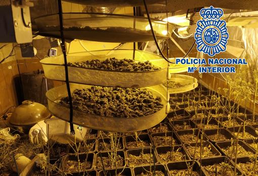 La Policía desmantela cuatro plantaciones en Sanlúcar con más de 500 plantas de cannabis