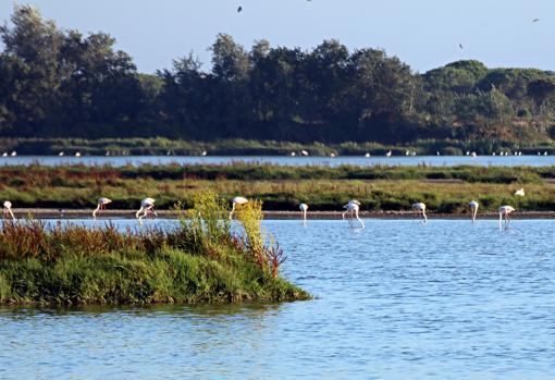 Parque Natural Entorno de Doñana