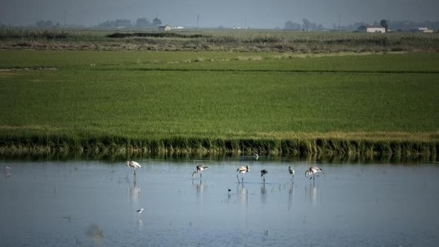 Municipios afectados por el virus del Nilo advierten de un mayor riesgo ante el llenado de las tablas de arroz