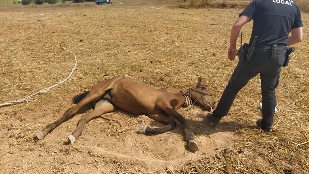 La Policía Local de Coria del Río rescata tres caballos abandonados a su suerte en el campo