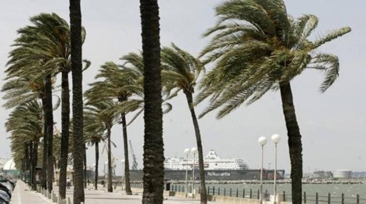 Palmeras azotadas por el viento de Levante en Cádiz.