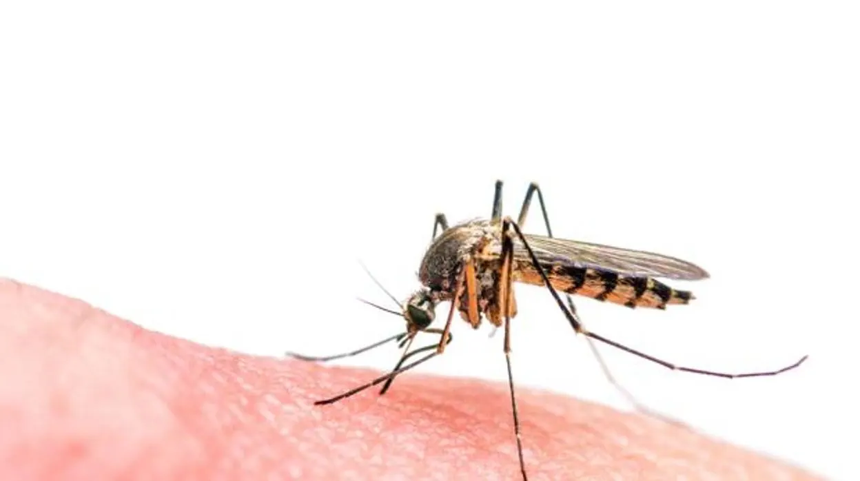 Ejemplar de un mosquito común
