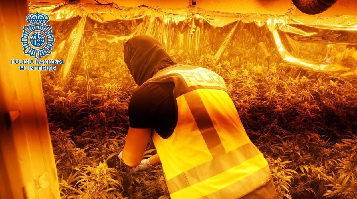 Detenidas cuatro personas tras desmantelar tres plantaciones de marihuana en Jerez