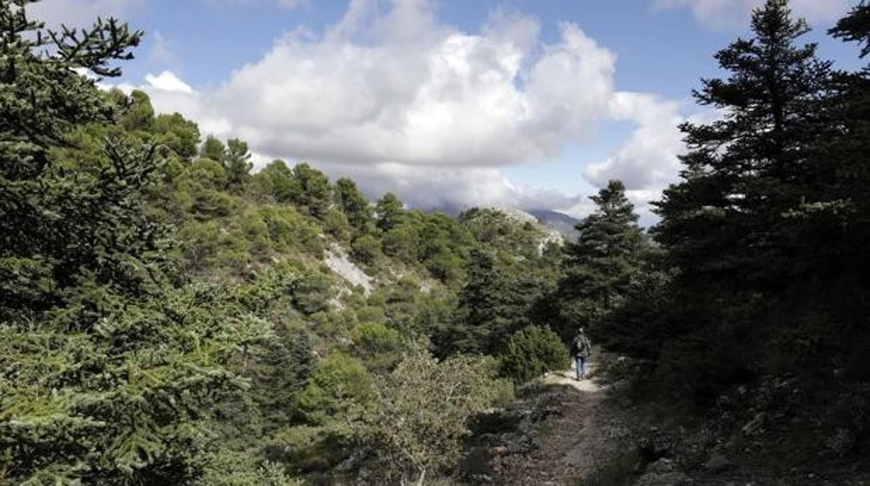 La Sierra de las Nieves , reino del pinsapo, nuevo parque Nacional de España