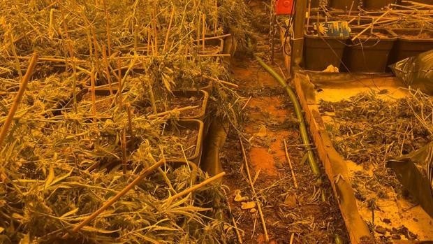 Descubren una nave industrial de Jerez que ocultaba un cultivo de marihuana con más de 1.500 plantas