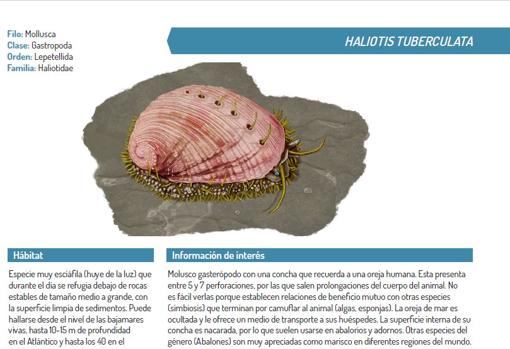 La Caleta ya tiene una nueva guía visual con más de 100 especies de flora y fauna