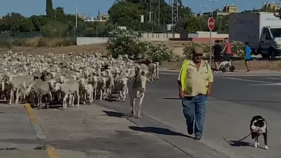 VÍDEO: Desfile de ovejas por Puerto Real camino de La Algaida