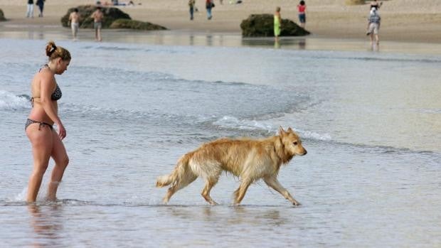 Las dos únicas playas de la provincia de Cádiz a las que puedes ir con tus perros en verano