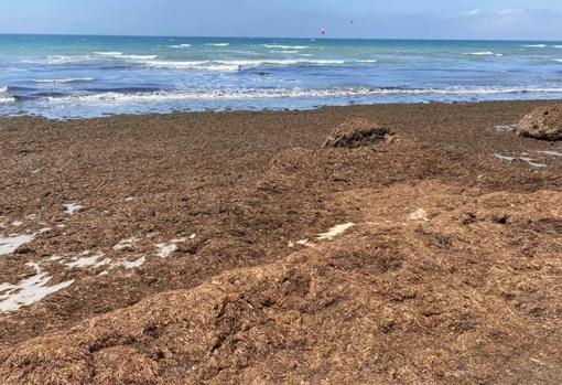 Alga invasora en Tarifa