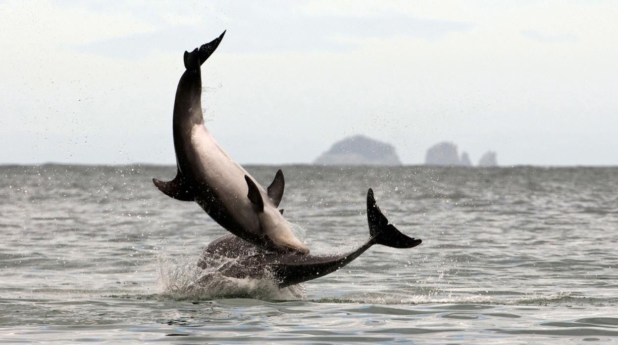 Foto de archivo de una manada de delfines.