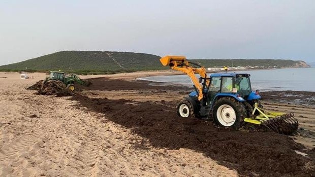 Barbate pide auxilio al Gobierno por la agresividad del alga invasora