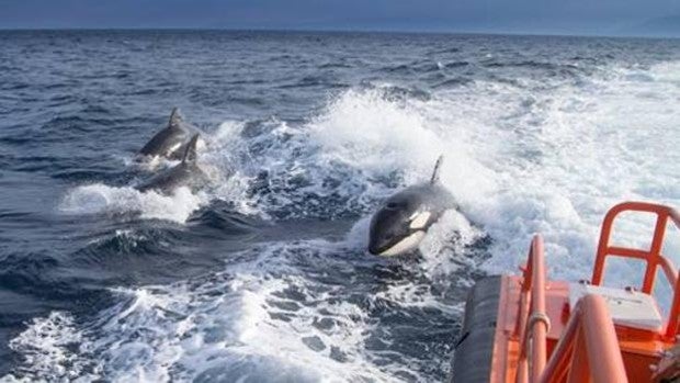 Los ataques de las orcas en Cádiz obligan a prohibir la navegación de los veleros de menos de 15 metros