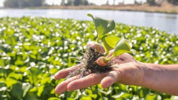 Especies invasoras en Cádiz, mucho más allá del alga asiática