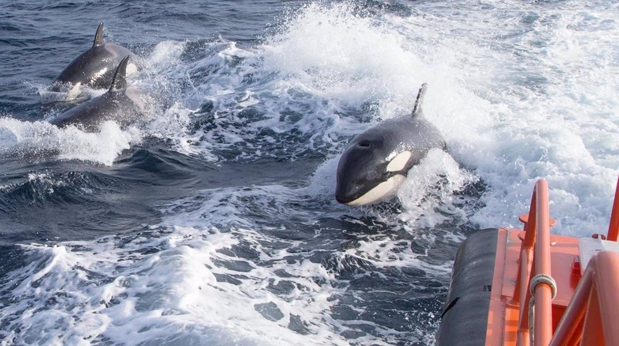 Orcas en la estela de una embarcación