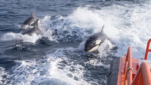 El velero 'Blue Peter' sufre un encontronazo con las orcas al suroeste de Atlanterra, en Tarifa