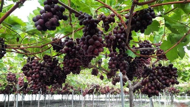 Uva de Rota en el lineal de Mercadona