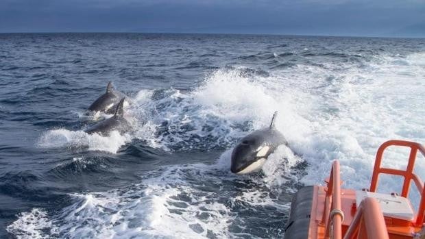 Ataque de orcas en Cádiz: rescatadas dos personas de un velero en Tarifa tras la rotura del timón