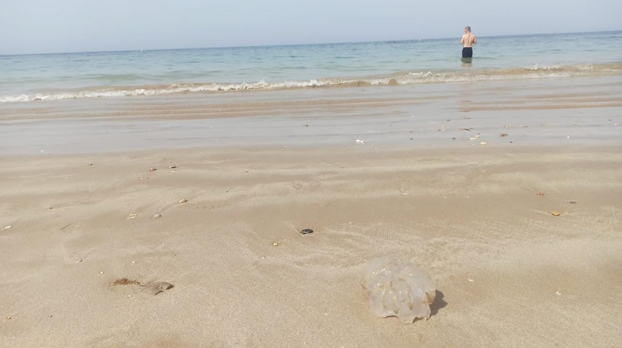 Las medusas gigantes llegan también a las playas de Cádiz