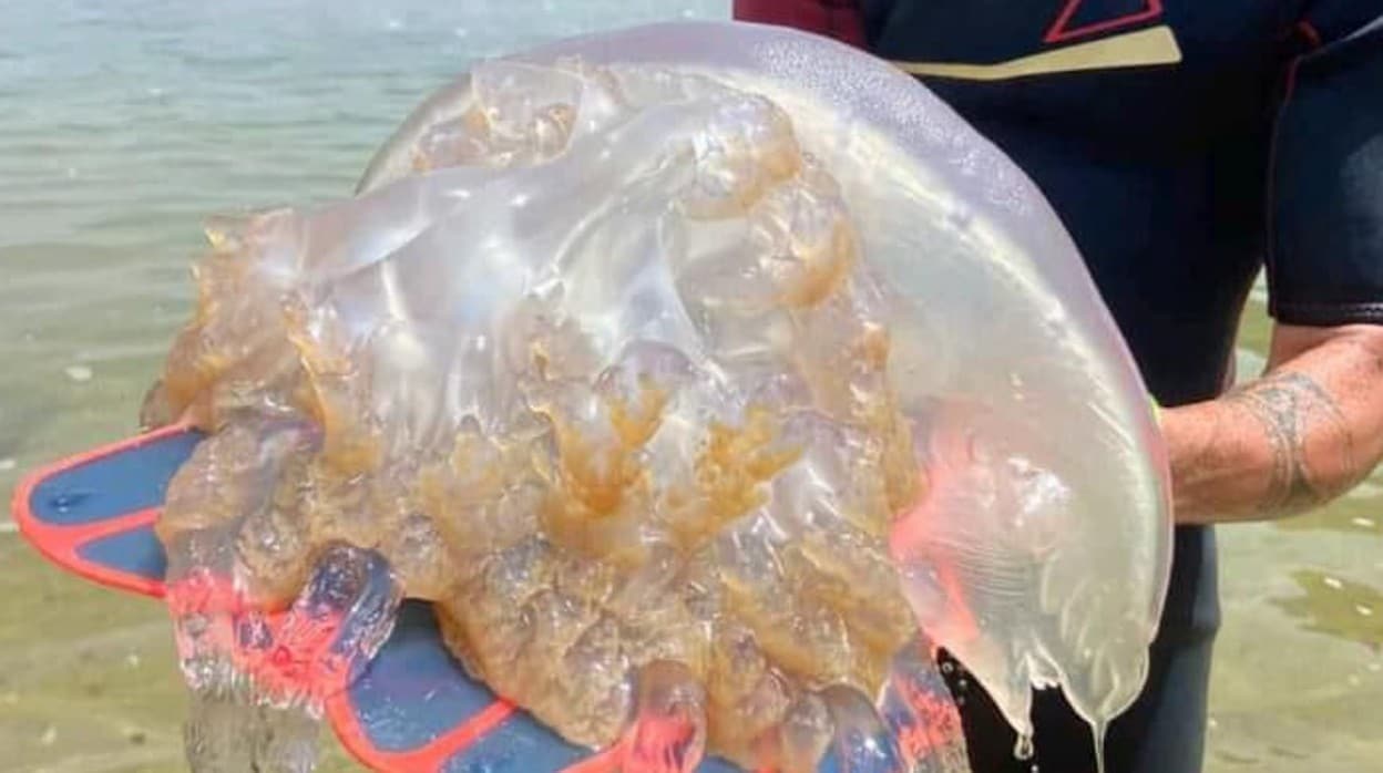 Un bañista recoge una medusa gigante en una playa de Cádiz
