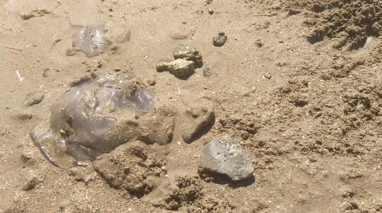 Las medusas gigantes siguen llegando a la playa Victoria de Cádiz