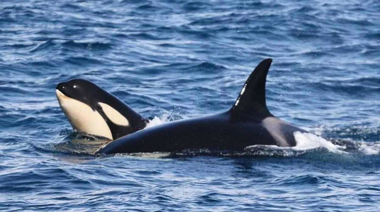 Los &#039;ataques&#039; de las orcas: Una enseñanza a las crías para que aprendan a cazar atunes