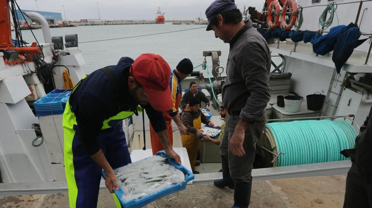 La flota de cerco del Golfo de Cádiz podrá capturar este año más del doble de la cuota de sardina que en 2020