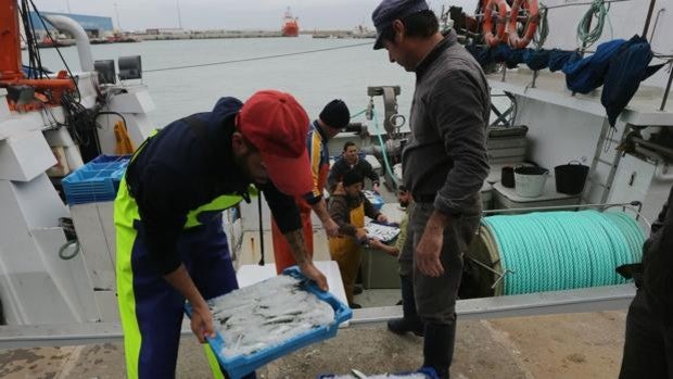 La flota de cerco del Golfo de Cádiz podrá capturar este año más del doble de la cuota de sardina que en 2020