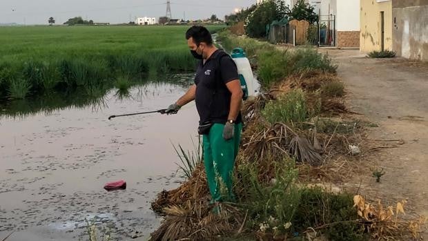 La Junta insiste en que actuar en zonas periurbanas contra el virus del Nilo es competencia municipal