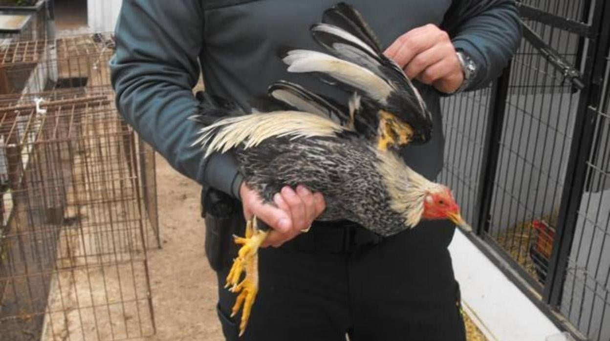 Imagen de archivo de un gallo de pelea en manos de un agente de la Guardia Civil