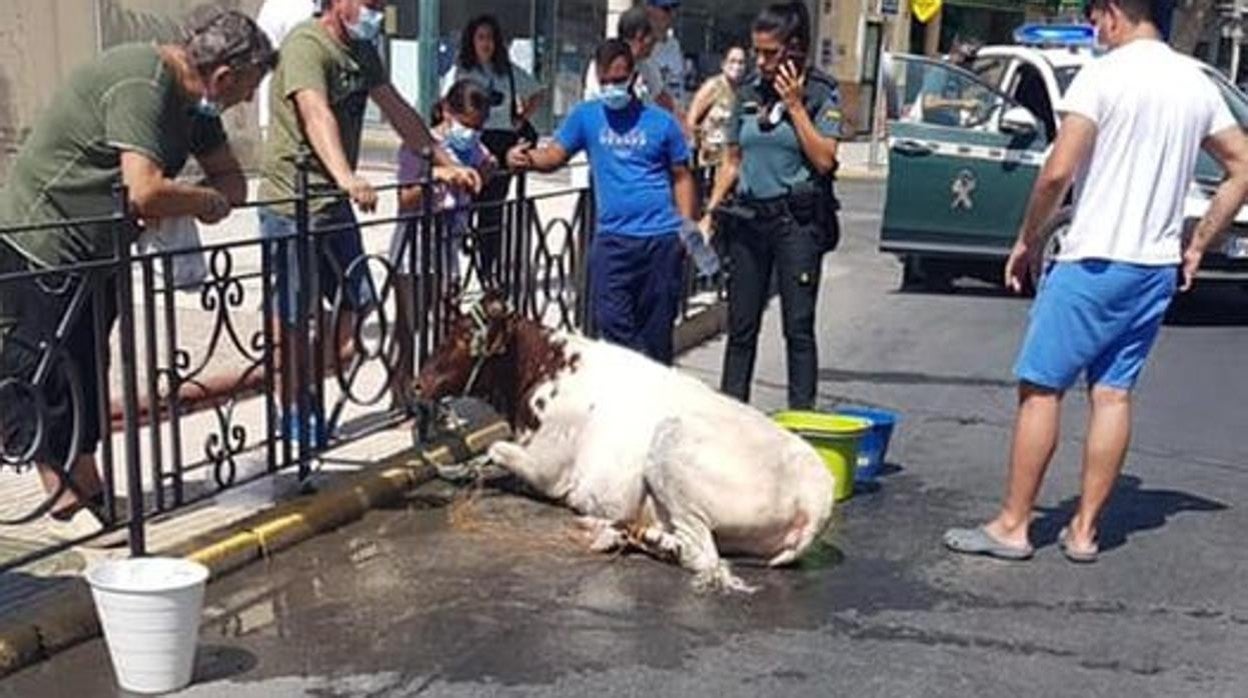 La becerra desorientada por las calles de Utrera