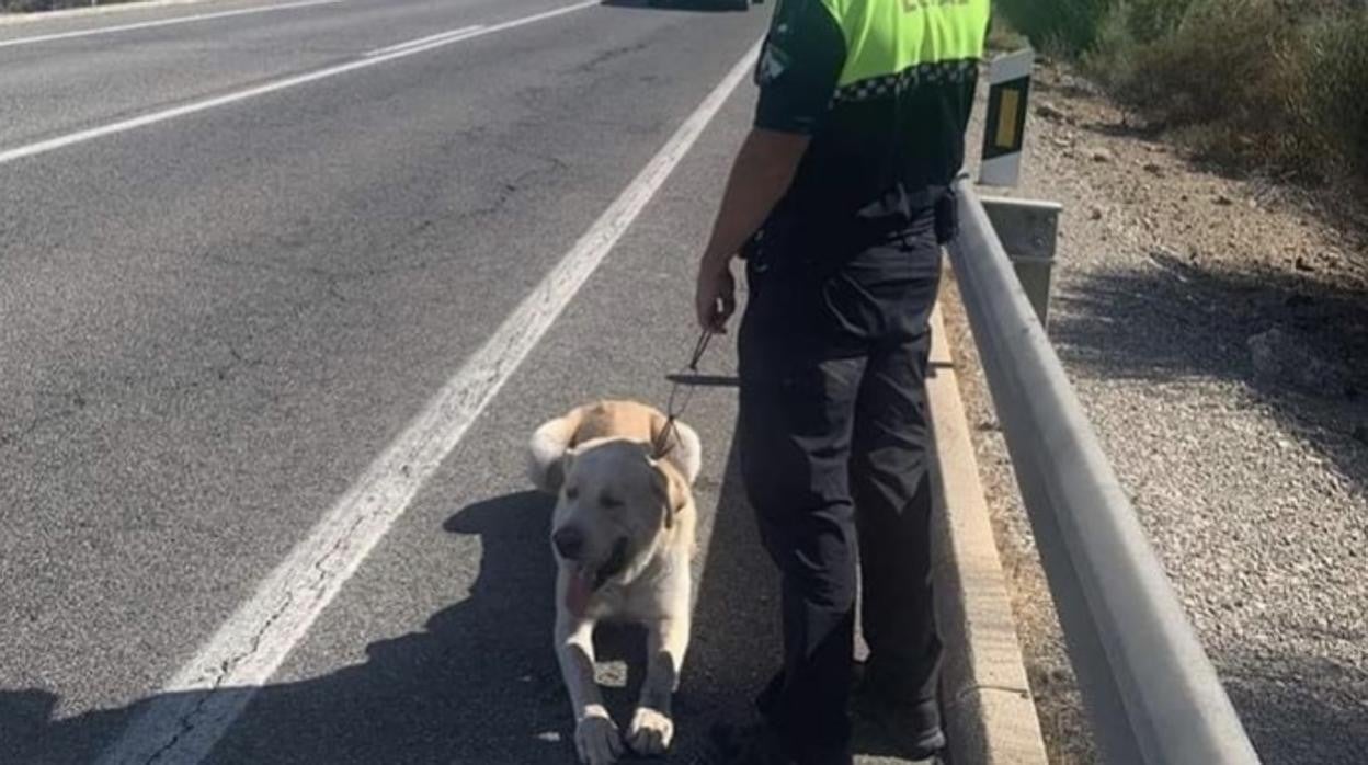 Perro mastín perdido en la carretera, Medina Sidonia