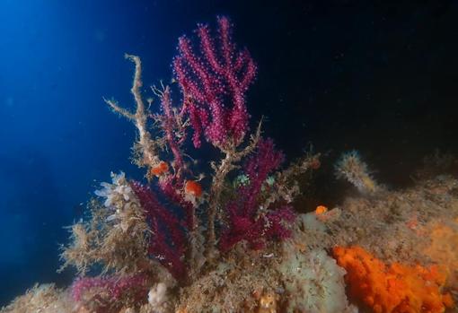 Gorgonia en Tarifa