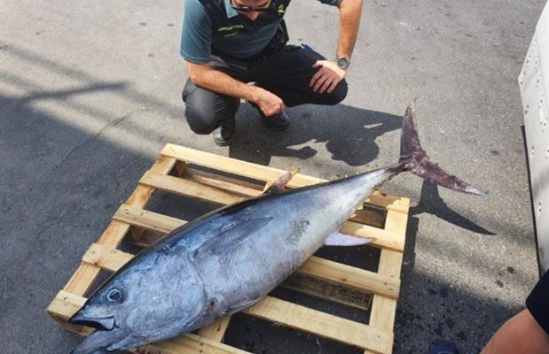 Denunciado en Utrera por transportar un atún de aleta azul de 40 kilos de peso sin documento de trazabilidad