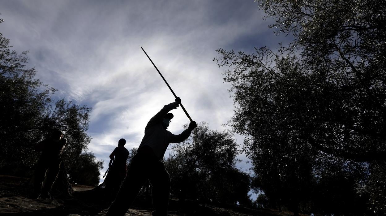 El jornalero trabajaba en una finca agrícola de Paradas