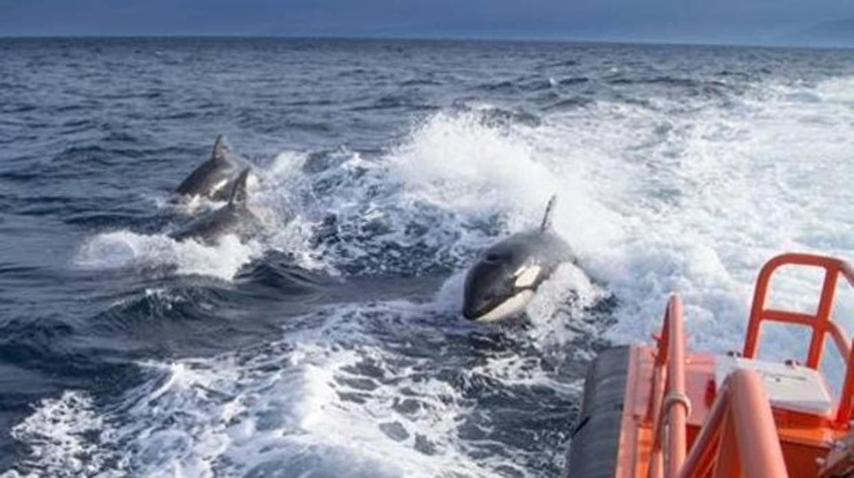 Las orcas que han contactado este verano con veleros en Cádiz fueron arponeadas con anterioridad