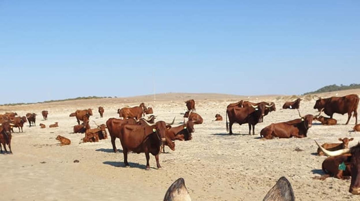 Vacas retintas en Zahara de los Atunes