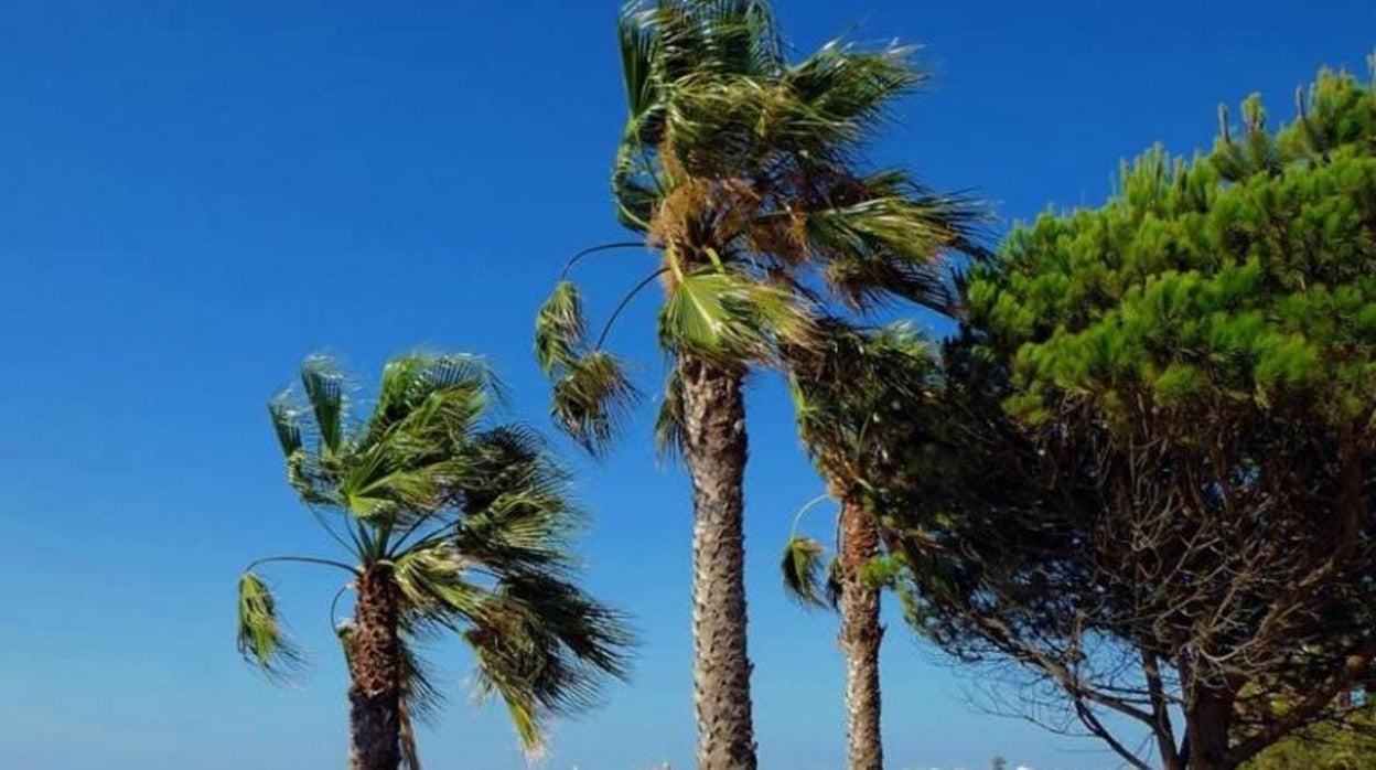 Aviso amarillo por fenómenos costeros en Cádiz