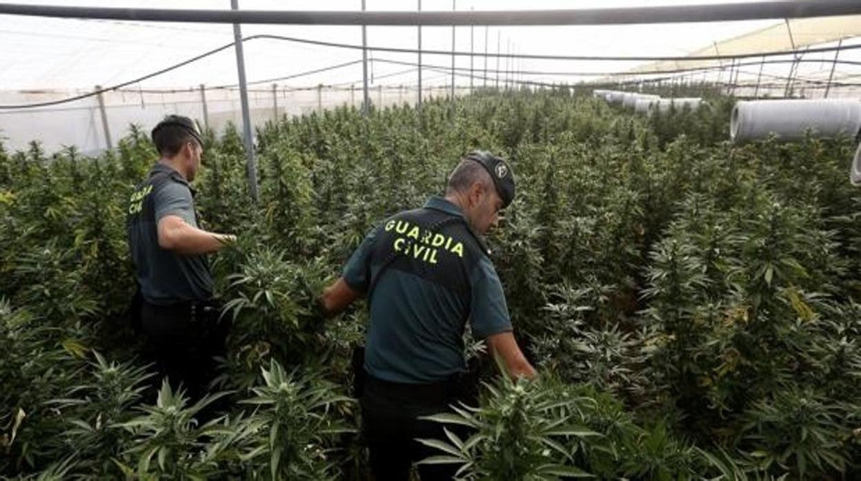 La Policía Nacional interviene 50 plantas de marihuana en una vivienda en El Saladillo