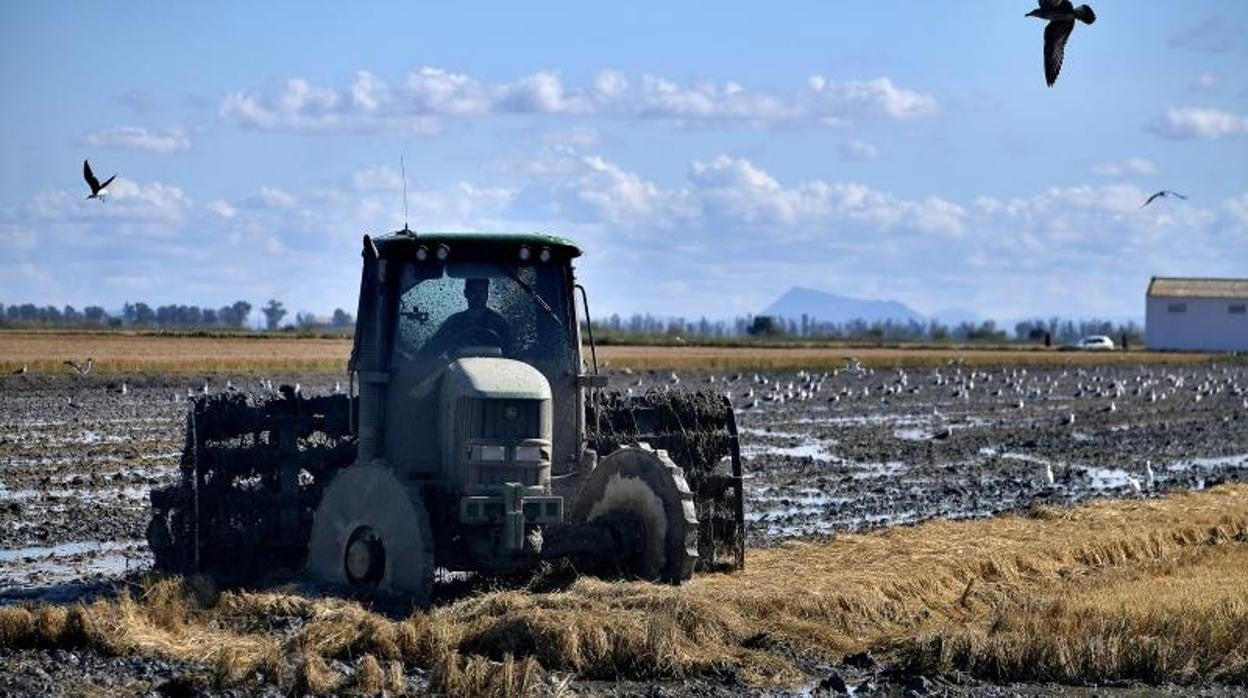 Un agricultor en un arrozal de Isla Mayor