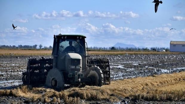 Aljarafesa suma un municipio sevillano más al que abastecerá agua desde este viernes: Isla Mayor