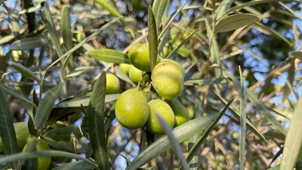 Aceitunas que se resisten a la comercialización