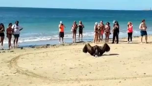 Buitres en Cádiz, ¿por qué aparecen tantos estos días?