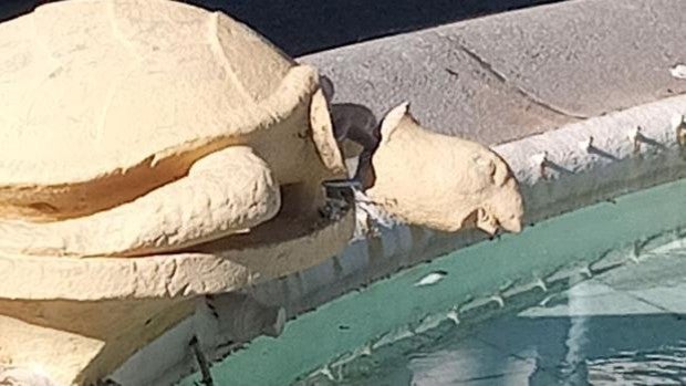 Actos vandálicos en la Fuente de las Tortugas de Cádiz