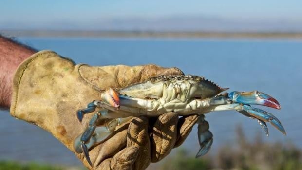 El cangrejo azul se incluirá como actividad de marisqueo a pie