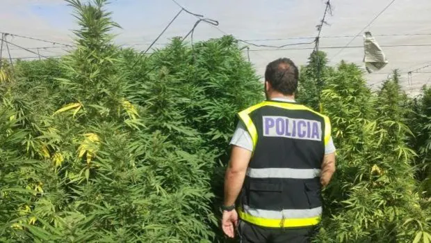 Operación contra el narcotráfico en la provincia de Sevilla: intervenidas dos toneladas de marihuana y más de veinte detenidos