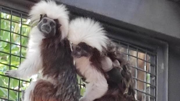 Nacen dos titíes 'cabeza de algodón' en el Zoo de Jerez, una especie «en peligro crítico»